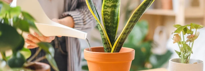 Person gießt Pflanze mit Gießkanne